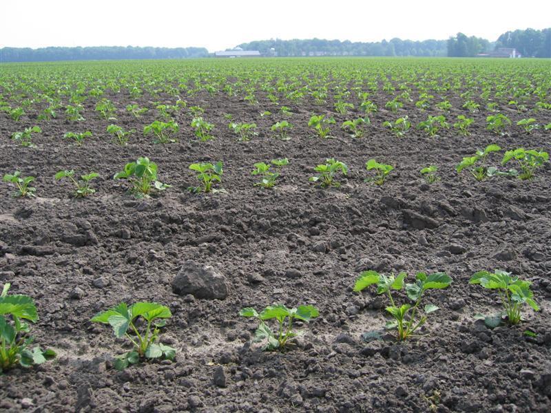 Leon Vissers Vissers aardbeiplanten BV America (13).JPG